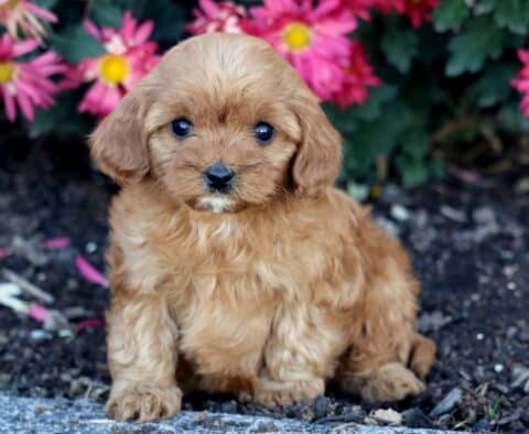 Hillary Cavapoo Hillary Cavapoo