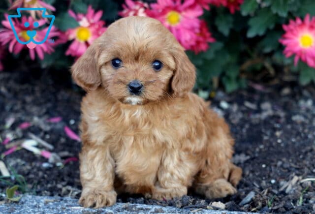 Hillary Cavapoo image
