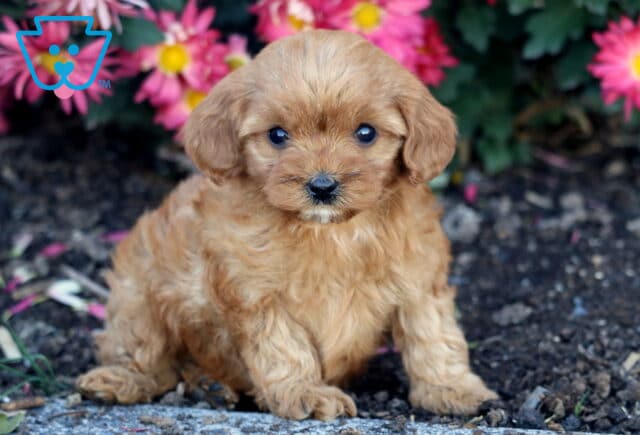 Hillary Cavapoo2 image