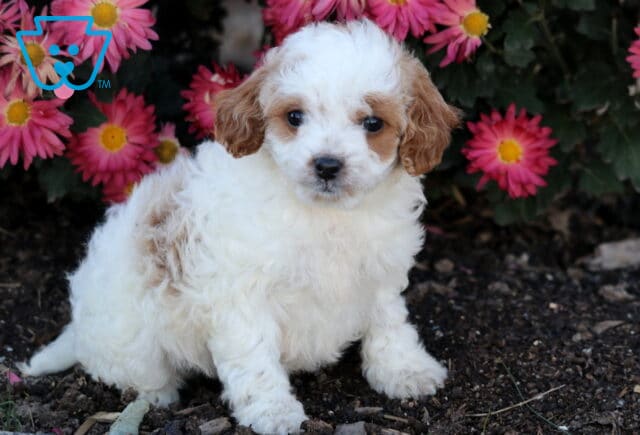 Honey Cavapoo image