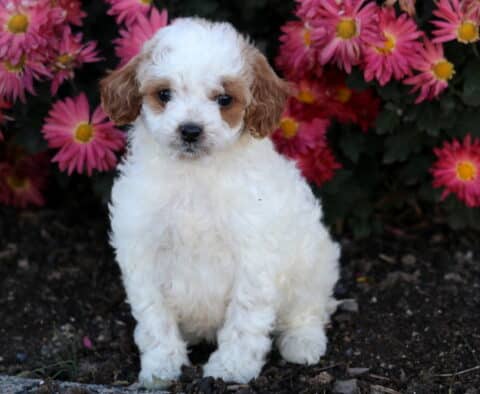Honey Cavapoo2 Honey Cavapoo2