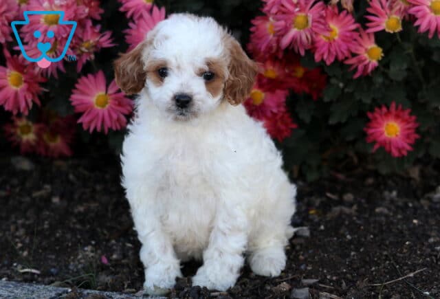 Honey Cavapoo2 image