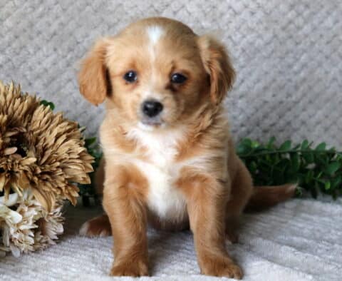 Honey Peekapoo Honey Peekapoo