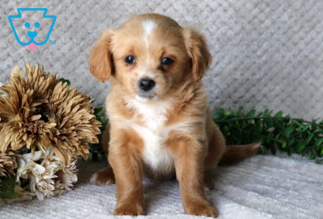 Honey Peekapoo image