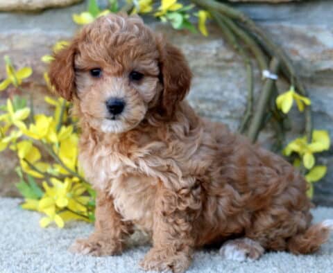 Honey Poodle Mix