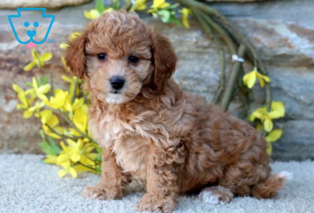 Honey Poodle Mix image