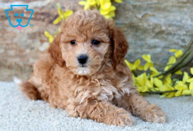 Honey Poodle Mix2 image
