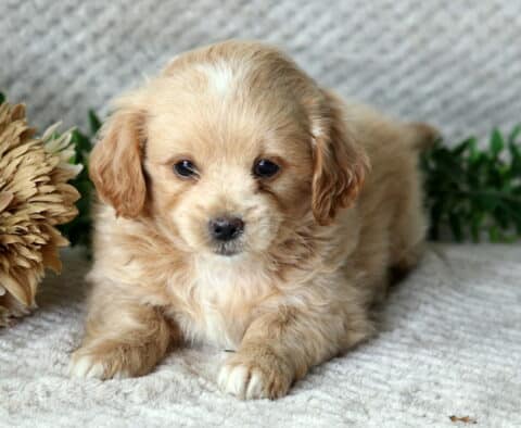 Humphrey Peekpoo Humphrey Peekpoo