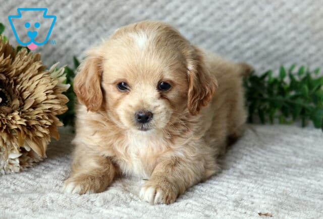 Humphrey Peekpoo image