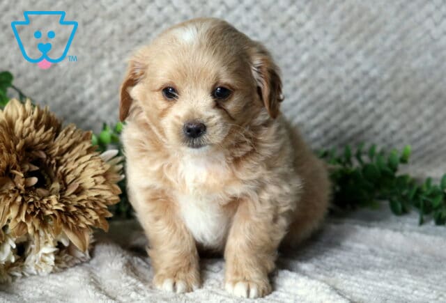 Humphrey Peekpoo2 image