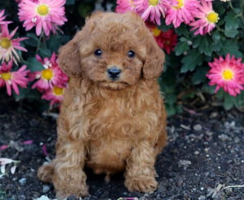 Hunter Cavapoo Hunter Cavapoo