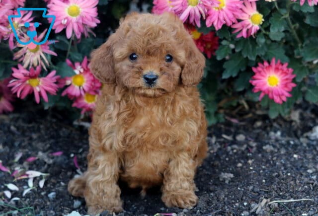 Hunter Cavapoo image