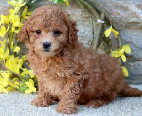 Hunter Poodle Mix