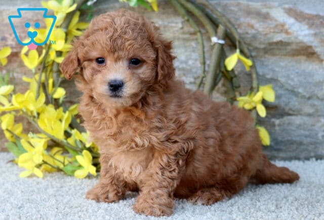Sweet apricot Poodle Mix puppy with curly fur sitting on a soft carpet in front of a stone wall and bright yellow flowers, gazing softly at the camera. image