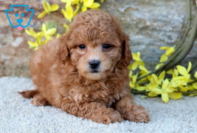 Adorable apricot Poodle Mix puppy with fluffy curls lying on a soft carpet in front of a stone wall decorated with yellow flowers, gazing sweetly at the camera. image