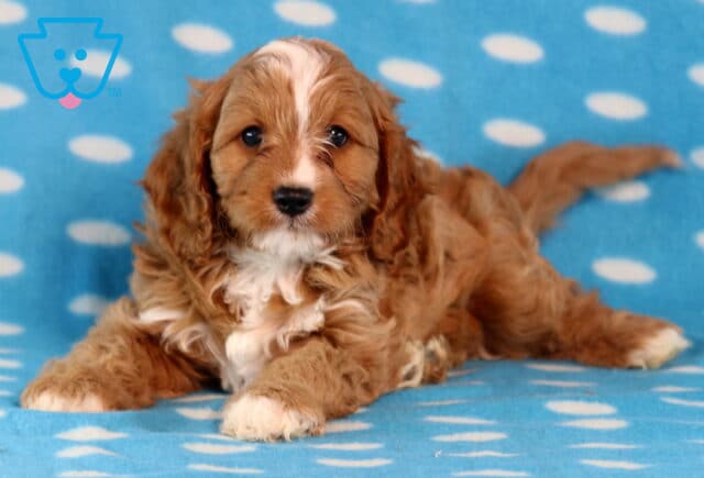 Adorable Cavapoo puppy with soft wavy apricot and white fur lying on a blue blanket with white polka dots, looking directly at the camera with bright brown eyes. image