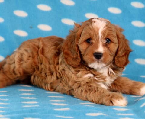 Ike Cavapo2 Ike Cavapo2