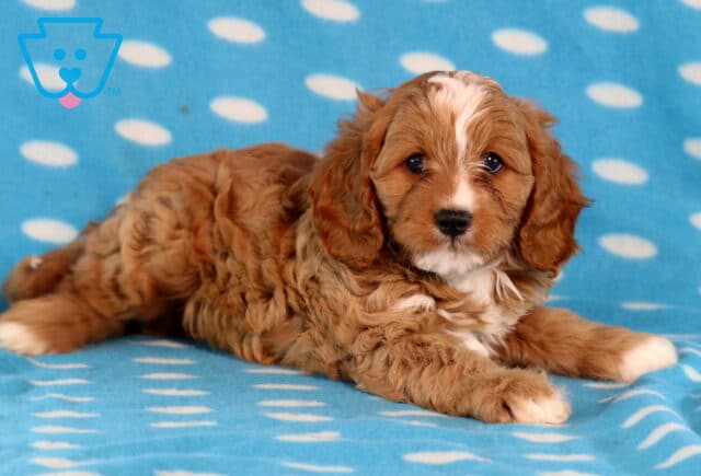 Cute Cavapoo puppy with fluffy apricot and white fur lying on a blue polka dot blanket, gazing at the camera with gentle dark eyes. image