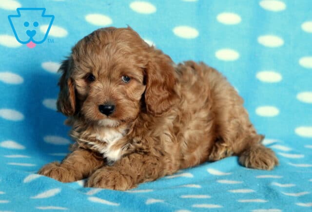 Adorable Cavapoo puppy with soft, curly apricot fur and a small white patch on the chest, lying on a blue polka-dot blanket and gazing sweetly at the camera. image