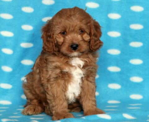 Indy Cavapoo2 Indy Cavapoo2