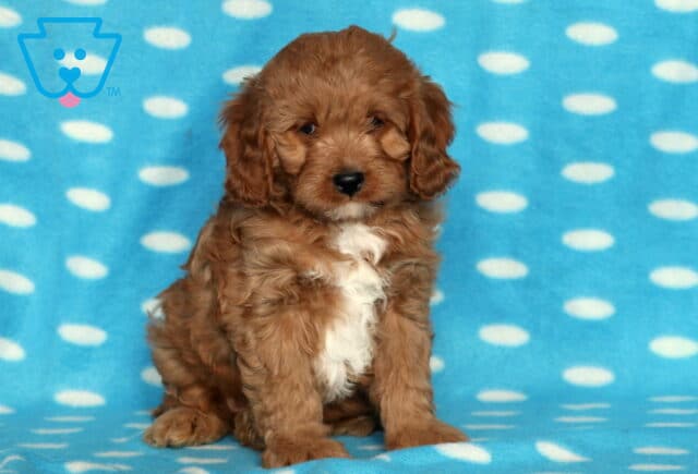 Sweet Cavapoo puppy with fluffy apricot curls and a large white patch on its chest sitting on a blue polka-dot blanket and looking calmly at the camera. image