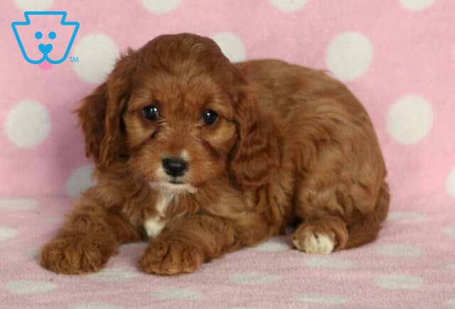 Adorable Cavapoo puppy with silky apricot fur and white accents on the chest and paws, lying on a pink polka-dot blanket and gazing sweetly at the camera. image