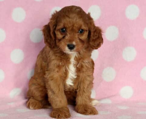 Ivory Cavapoo2 Ivory Cavapoo2