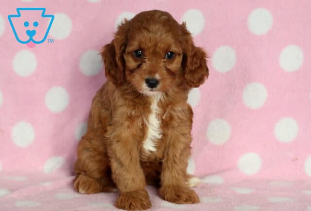 Charming Cavapoo puppy with soft apricot curls and a white chest patch sitting on a pink polka-dot blanket, giving an adorable, curious look toward the camera. image