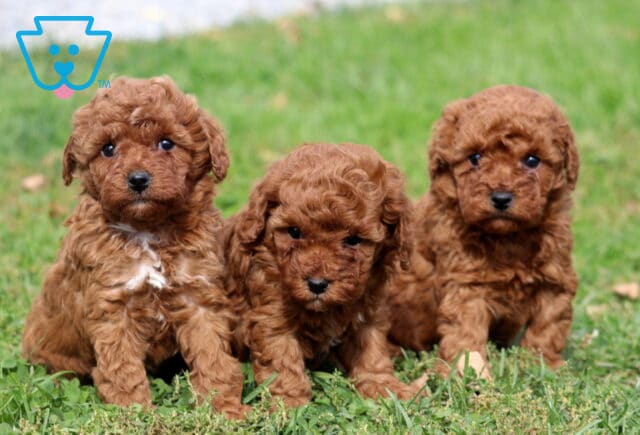 J Litter Mini Poodles image