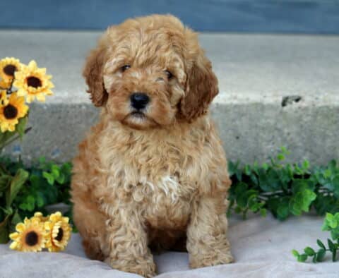 Jace Mini Goldendoodle
