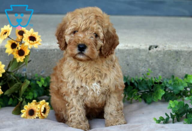 Jace Mini Goldendoodle image