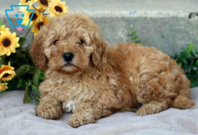 Jace Mini Goldendoodle2 image