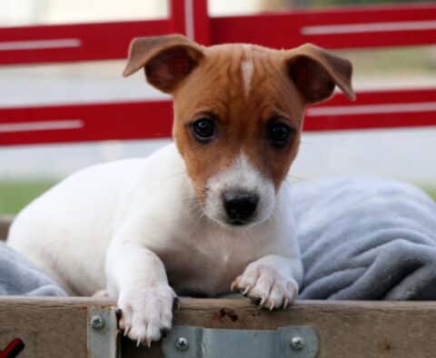 Alert Jack Russell puppy with a brown face and white body resting its paws on the edge of a wooden crate, gazing up with bright eyes against a red backdrop.