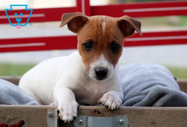 Alert Jack Russell puppy with a brown face and white body resting its paws on the edge of a wooden crate, gazing up with bright eyes against a red backdrop. image