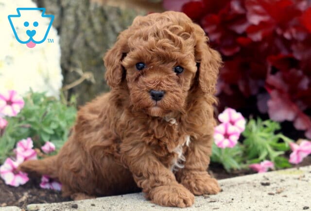 Small Mini Poodle puppy with soft curly red fur and a touch of white on its chest sitting near pink flowers and red foliage by a tree trunk. image