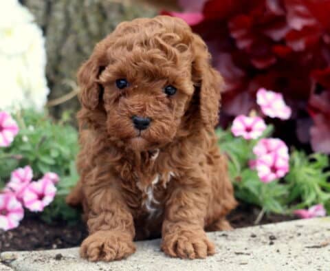 Jada Mini Poodle2