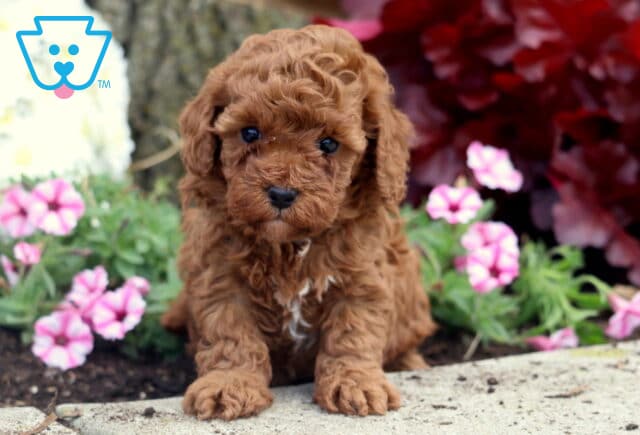 Adorable Mini Poodle puppy with rich red curls and a small white patch on its chest lying down on a sidewalk surrounded by pink flowers and red leaves. image