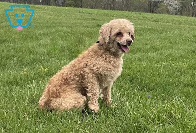 Jason Mini Poodle Daniel Fisher image