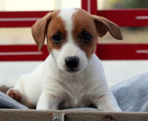 Cute Jack Russell puppy with a white body and brown head lying on a gray blanket in a wooden crate, looking directly at the camera with a curious expression.