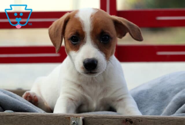 Cute Jack Russell puppy with a white body and brown head lying on a gray blanket in a wooden crate, looking directly at the camera with a curious expression. image