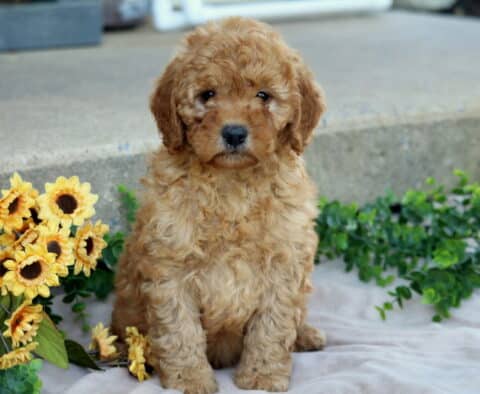 Jasper Mini Goldendoodle
