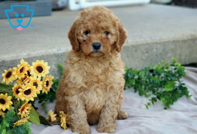 Jasper Mini Goldendoodle image