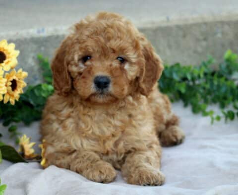 Mini Goldendoodle puppy lying on a beige blanket surrounded by yellow sunflowers and greenery, looking sweet with a soft curly apricot coat.