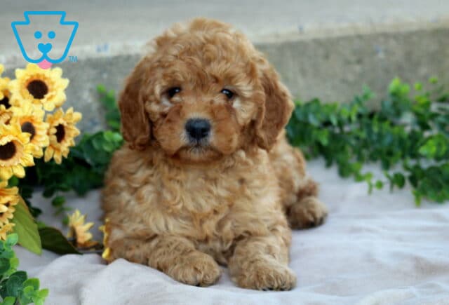 Jasper Mini Goldendoodle2 image