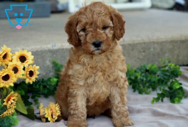 Jet Mini Goldendoodle image