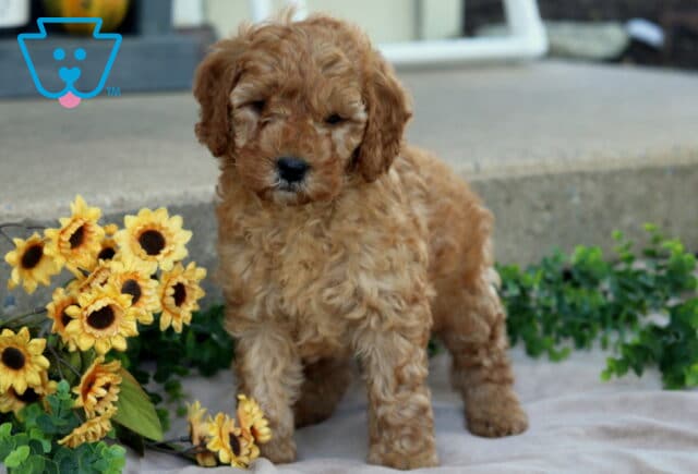 Jet Mini Goldendoodle2 image
