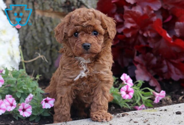 Tiny Mini Poodle puppy with curly red fur and a small white patch on its chest sitting beside pink and white flowers near a tree trunk. image