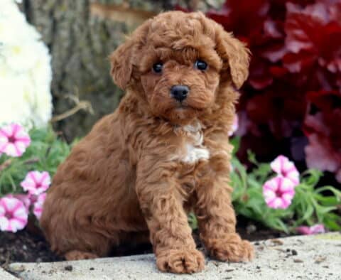 Jill Mini Poodle2