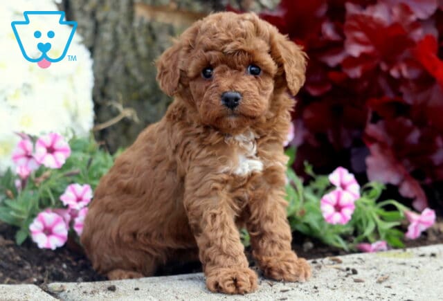 Curly red Mini Poodle puppy with a white patch on its chest sitting on a sidewalk beside pink petunias and red foliage near a tree. image