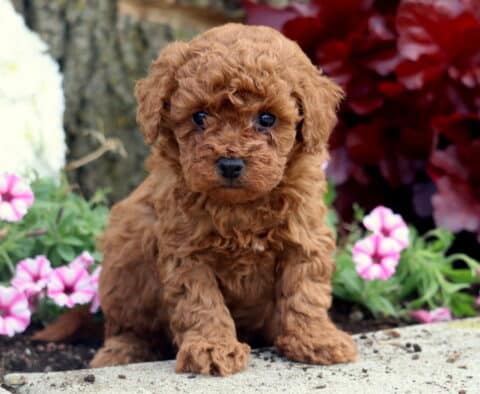Joey Mini Poodle